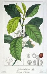 Coffea Arabica (Kaffee) graviert von Maria Gabriel Cogniet